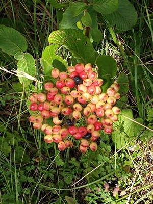 photo of Wayfaring Tree