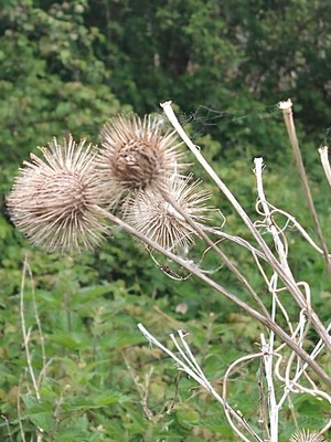 photo of Lesser Burdock