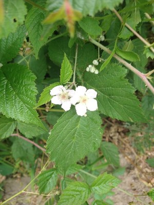 photo of Dewberry