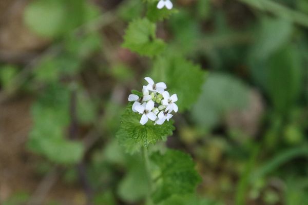photo of Garlic Mustard