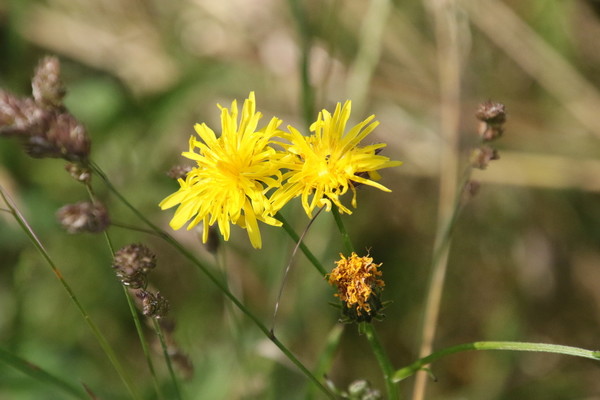photo of Rough Hawk's Beard