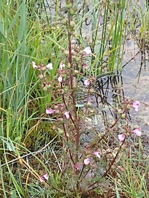 photo of Marsh Lousewort