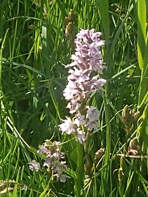photo of Common Spotted Orchid