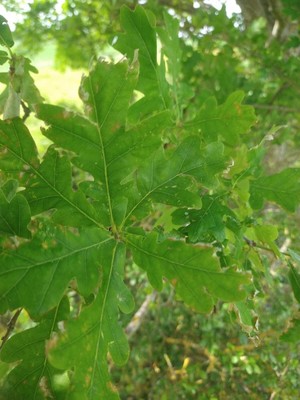 photo of Pedunculate Oak