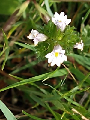 photo of Eyebright