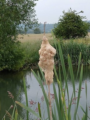 photo of Bulrush