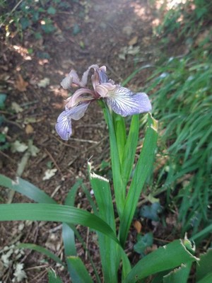 photo of Stinking Iris