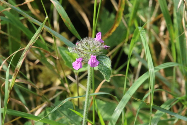 photo of Wild Basil