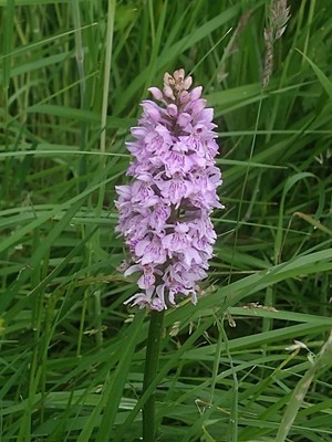 photo of Common Spotted Orchid