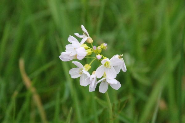 photo of Cuckoo Flower