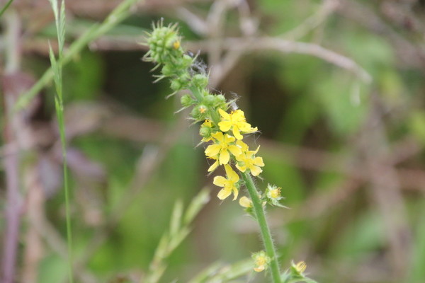 photo of Agrimony
