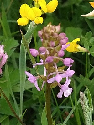 photo of Chalk Fragrant Orchid