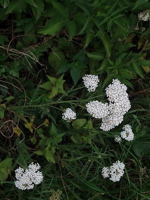 photo of Yarrow