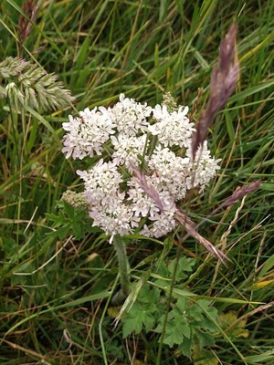 photo of Hogweed