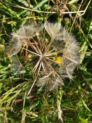 photo of Goat's Beard