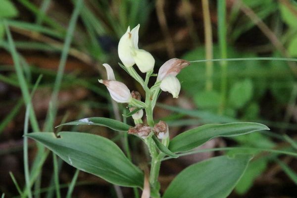 photo of White Helleborine