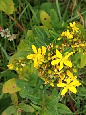 photo of Hairy St John's Wort