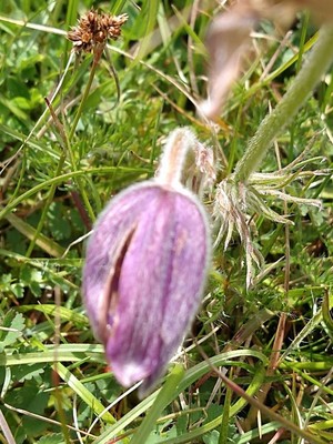 photo of Pasqueflower