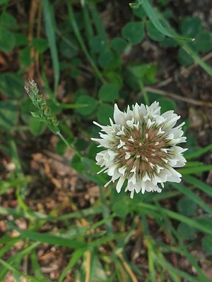photo of White Clover