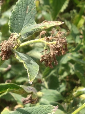 photo of Common Comfrey