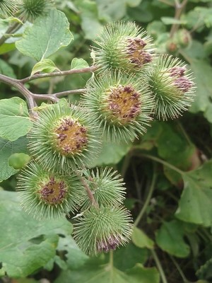 photo of Lesser Burdock
