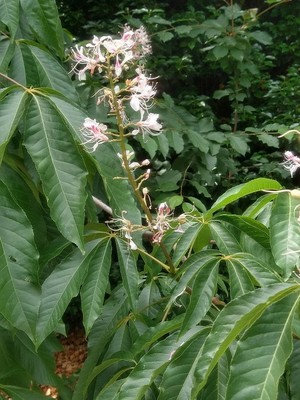 photo of Bottlebrush Buckeye