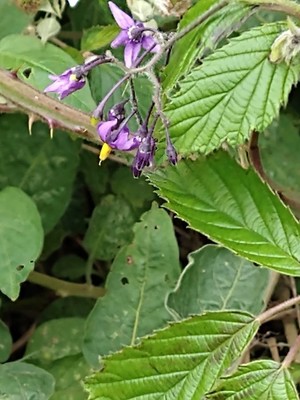 photo of Bittersweet