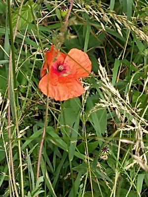 photo of Common Poppy