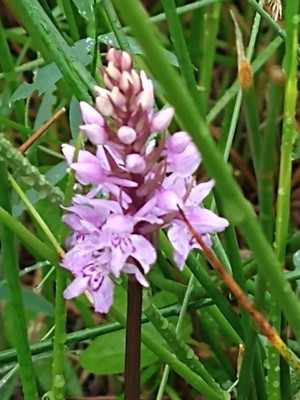 photo of Common Spotted Orchid