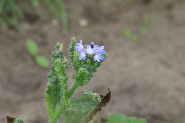 photo of Bugloss