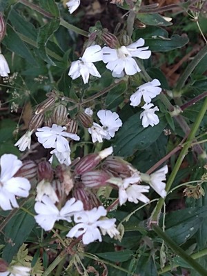 photo of White Campion