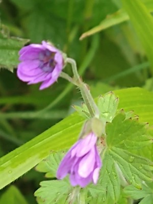 photo of Hedgerow Crane's Bill