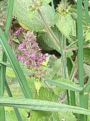 photo of Hedge Woundwort