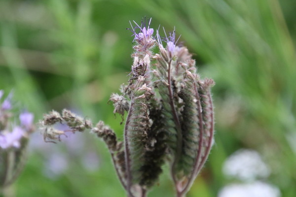 photo of Phacelia