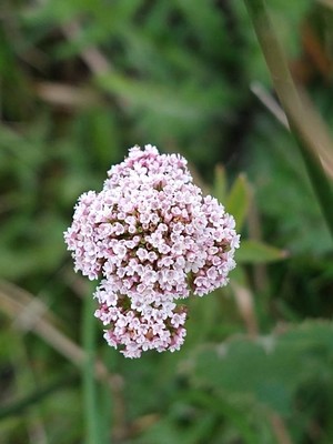 photo of Marsh Valerian