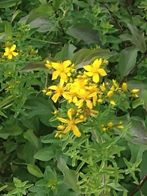photo of Perforate St. John's Wort