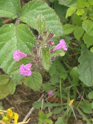 photo of Wild Basil