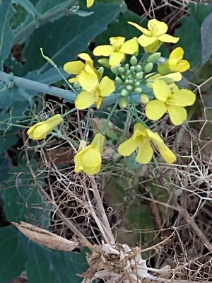 photo of Rapeseed