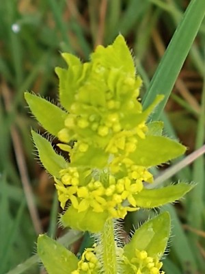 photo of Crosswort