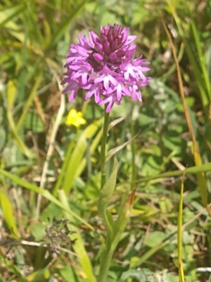 photo of Pyramidal Orchid