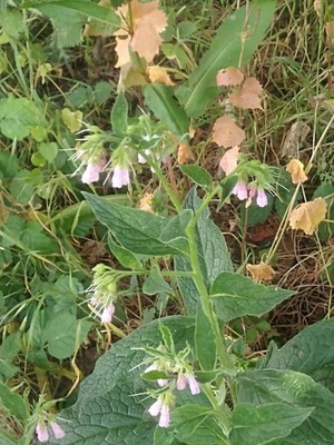 photo of Common Comfrey
