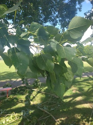 photo of Black Poplar