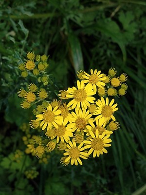 photo of Ragwort