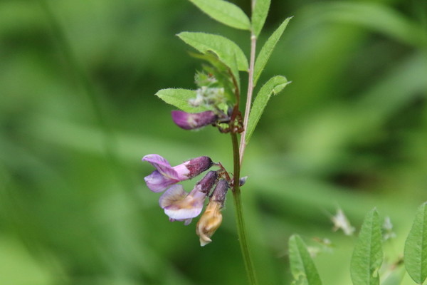 photo of Bush Vetch