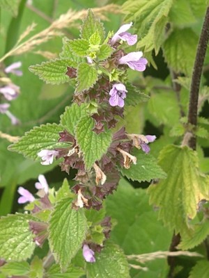 photo of Black Horehound