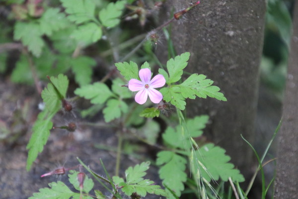 photo of Herb Robert