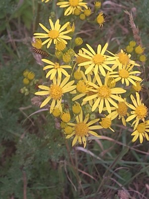 photo of Ragwort