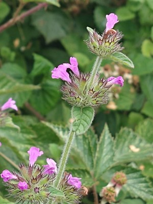 photo of Wild Basil