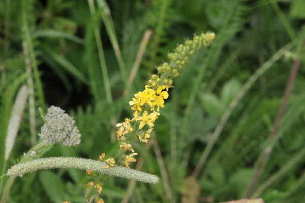 photo of Agrimony