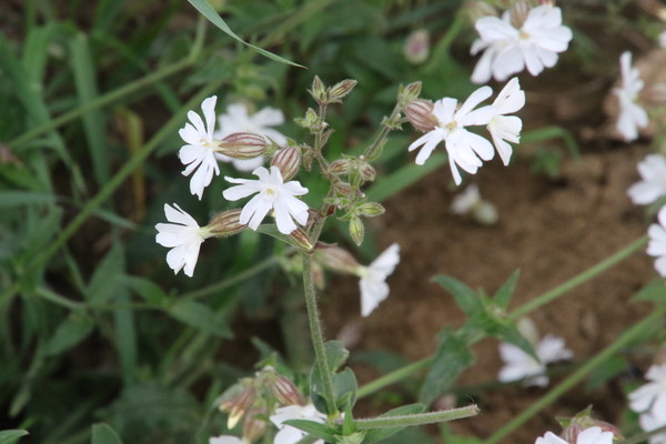 photo of White Campion
